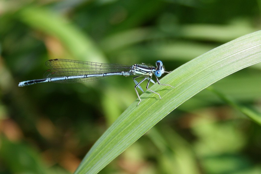 PLATYCNEMIS PENNIPES?